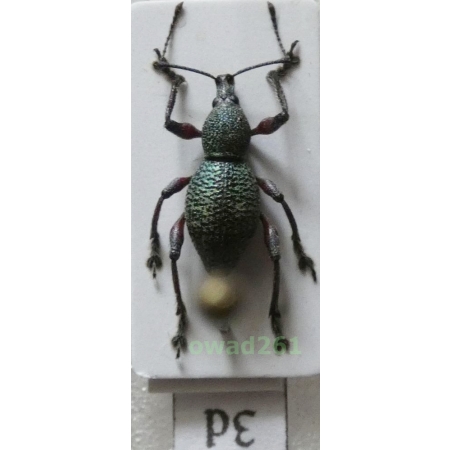 Neopyrgops sp. Heller, 1913 Philippines3d